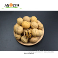 new crop wholesale walnuts in shell for sale